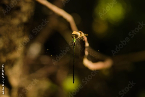 Fototapeta Libélula