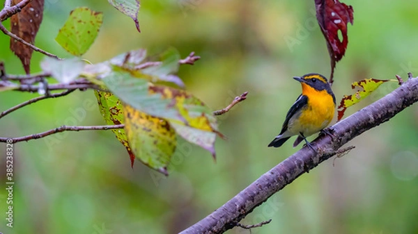 Fototapeta キビタキ