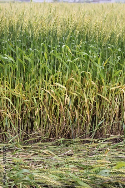 Fototapeta 麦畑