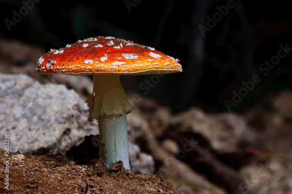 Obraz Fliegenpilz #031103