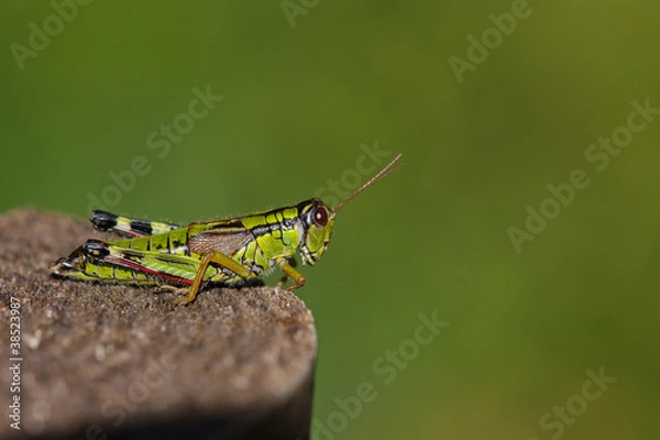 Obraz Grashüpfer #031299