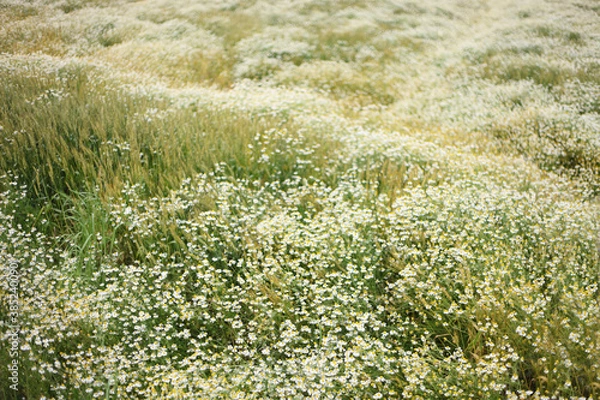 Fototapeta 満開に咲くカモミール