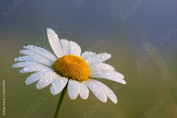 Obraz Margerite # 032456