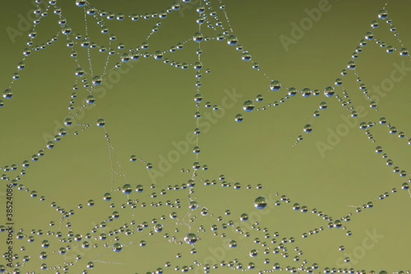 Obraz Spinnennetz #032520