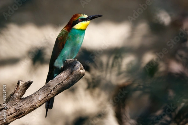 Obraz Bienenfresser #033390