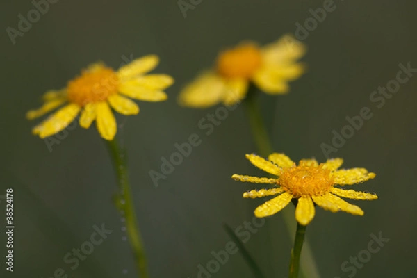 Obraz Gelbe Blüten #034610