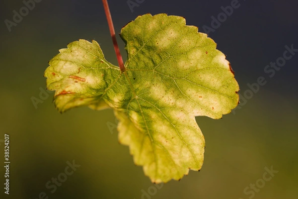 Obraz Weinblatt #034880