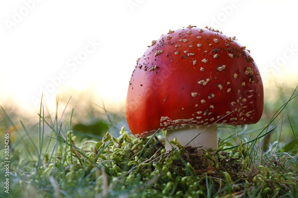 Obraz Fliegenpilz #035173