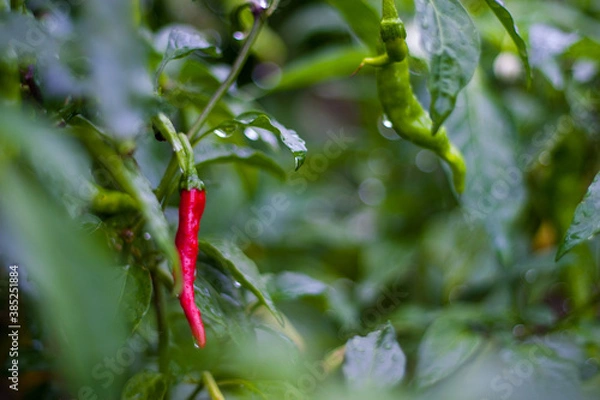 Fototapeta 唐辛子