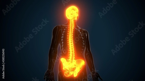 Fototapeta 3d illustration of Axial skeleton Include ,skull , vertebral column and ribs anatomy.
