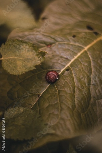 Obraz ladybird on leaf