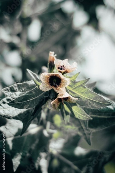 Obraz bee on a flower