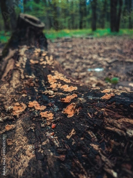 Obraz autumn in the forest