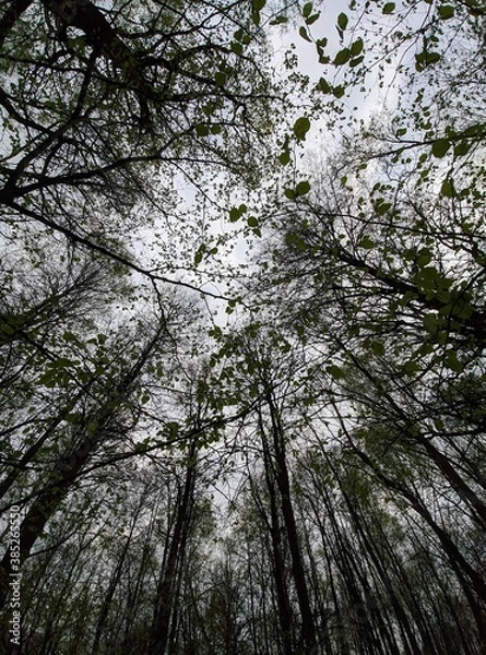 Obraz trees in the forest