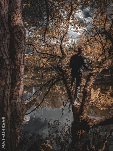 Obraz tree in the forest