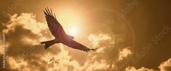 Obraz a silhouette eagle flying in clouds at sunset.