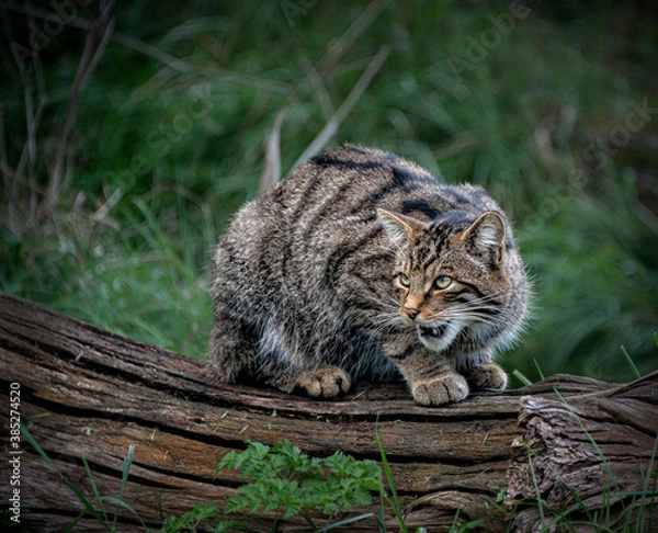 Obraz A Scottish wildcat growling and crouching on a log.