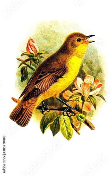 Obraz bird's illustration 