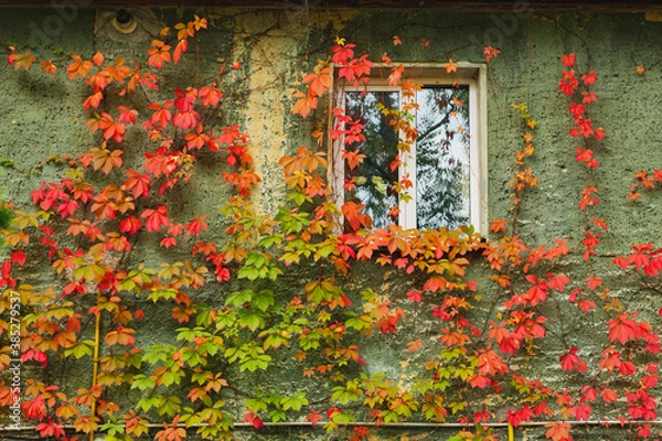 Fototapeta An old plastered wall with a window covered with beautiful vibrant red and green ivy. Background for autumn mood.
