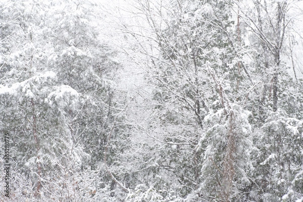 Fototapeta 森の雪景色