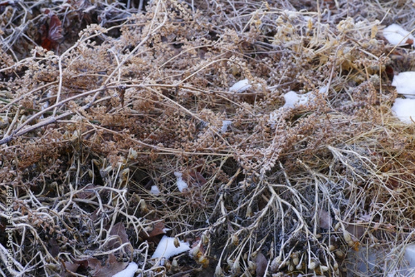 Fototapeta 雪が残る庭