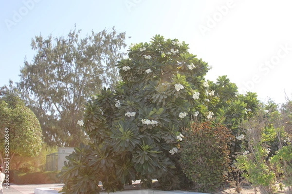 Obraz tree in the garden  Dubai 2014