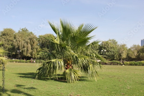 Obraz trees in the park  Dubai 2014