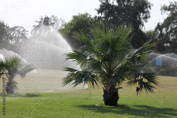 Obraz trees in the rain  Dubai 2014
