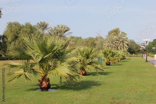 Obraz trees in the garden  Dubai 2014