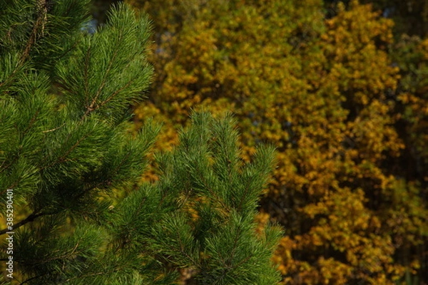 Fototapeta Young pine tree on the background of the autumn forest.
