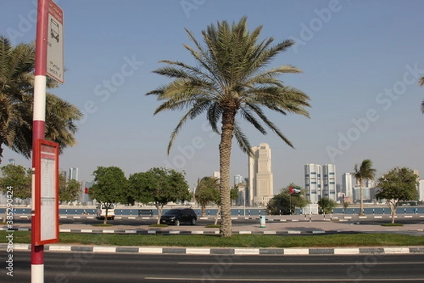 Obraz trees country  Dubai 2014