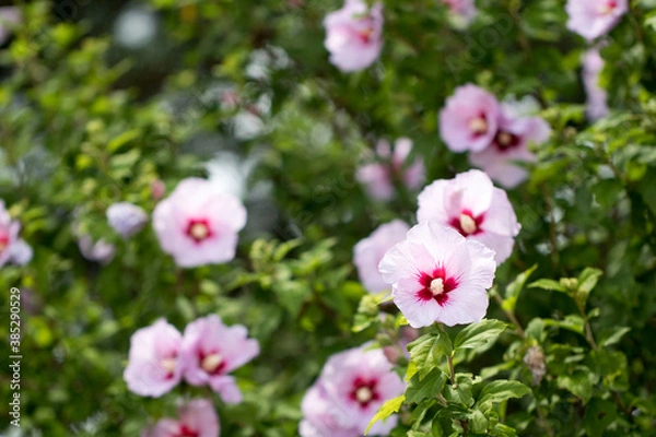 Fototapeta The beautiful rose of Sharon bloomed in the field
