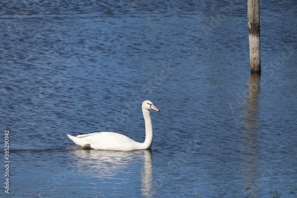 Obraz 白鳥のエサ探し