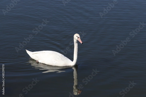 Obraz 白鳥のエサ探し