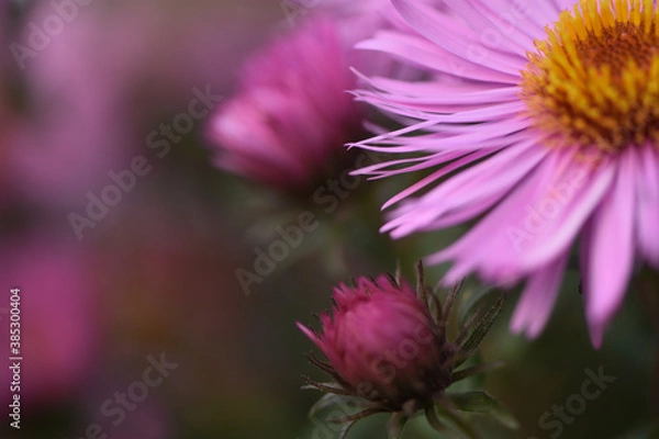 Obraz close-up of pink new belgian aster in the autumn garden