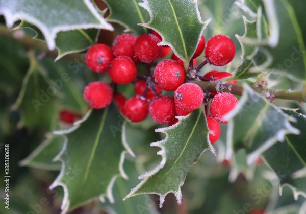 Obraz Symbol of Christmas in Europe. Closeup of holly beautiful red berries and sharp leaves on a tree in cold winter weather.Blurred background. Ilex, or holly, It is a genus of small, evergreen trees.