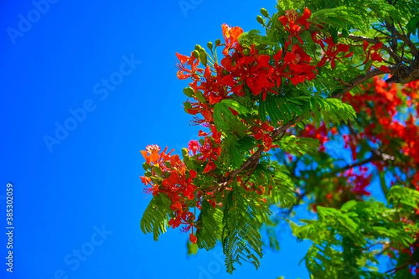 Obraz 満開のデイゴの花、突き抜ける真っ青な空