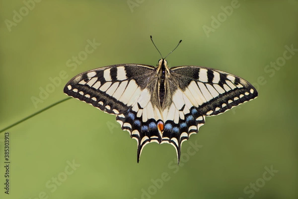Fototapeta Wonderful butterfly Papilio machaon spread its wings on a summer day