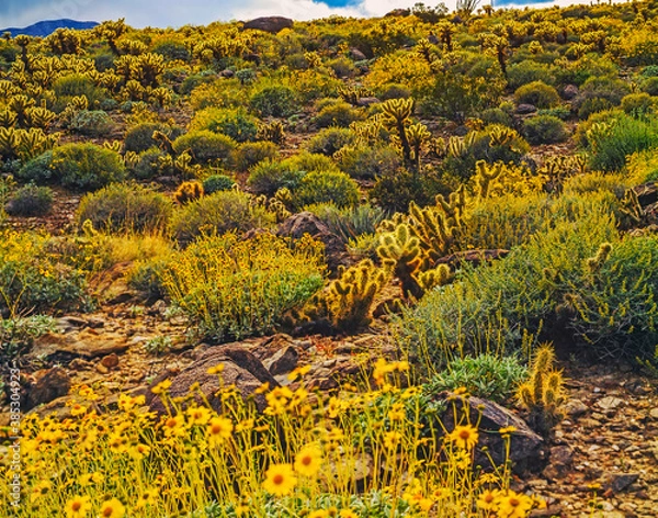 Fototapeta Blooming  Desert, California