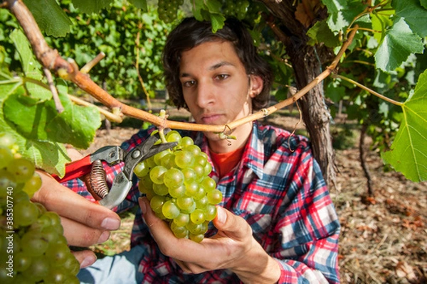 Fototapeta Vineyard worker picks Chardonnay grapes using secateurs at vineyard in Lenswood in the Adelaide Hills of South Australia
