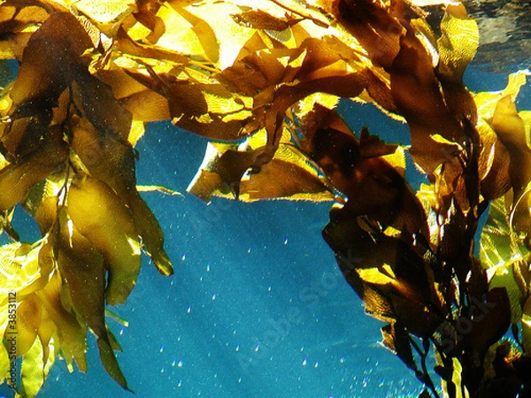 Obraz Kelp