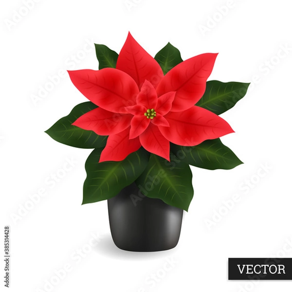 Fototapeta Poinsettia flower isolated on a white background. Realistic (Euphorbia pulcherrima). Beautiful Christmas star 3D. Vector illustration. Natural flower icon. Design element.
