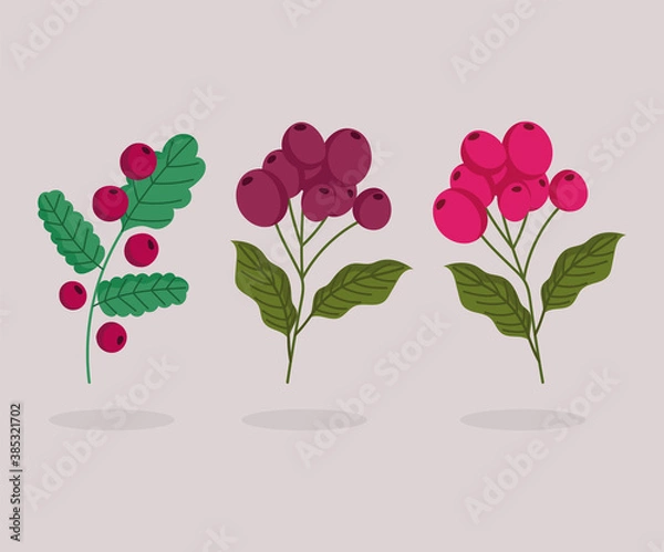 Obraz different banch trees with coffee seeds cartoon