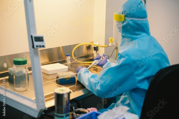 Fototapeta A scientist in PPE safty uniform pipetting sample experiment in biological safety cabinet (BSC).