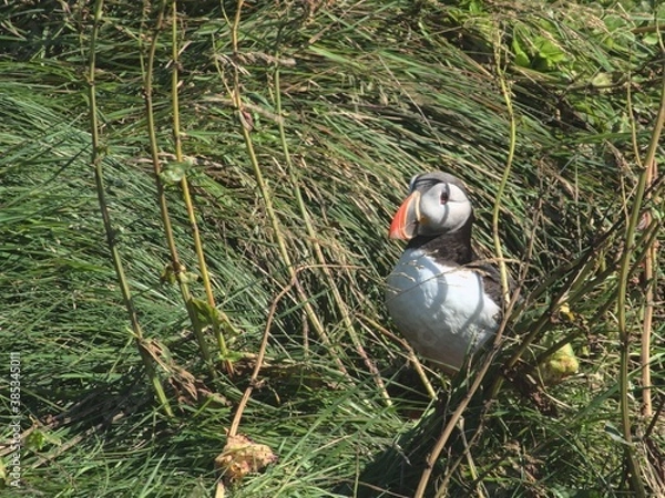 Obraz Now you see me