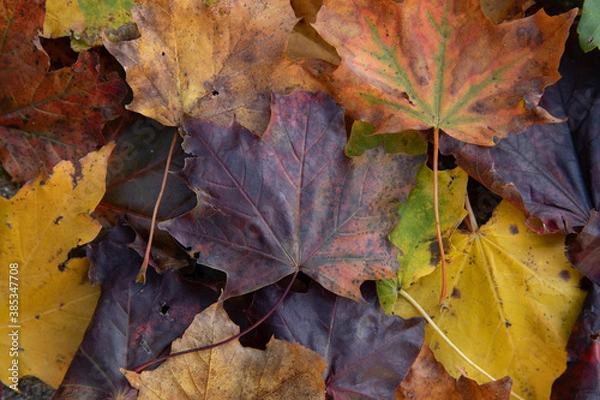 Obraz autumn leaves background