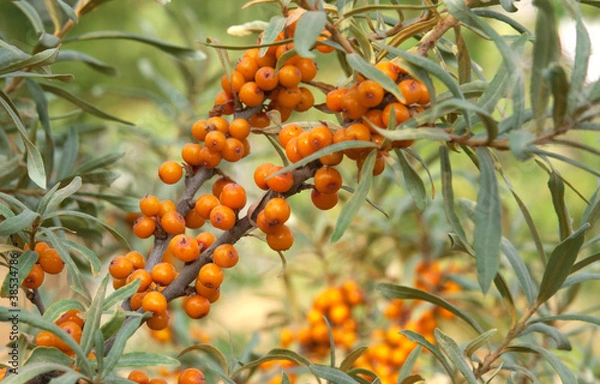 Fototapeta sea-buckthorn
