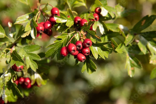 Obraz red berries on a branch