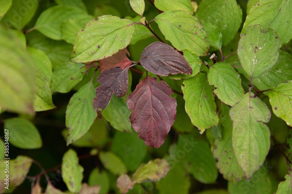 Obraz red and green leaves