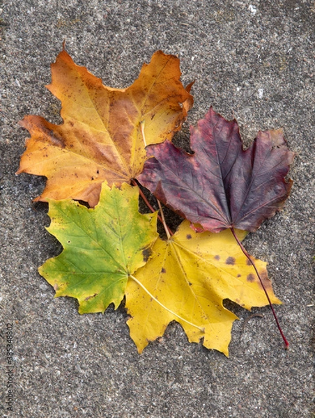 Obraz fall leaves in many colors